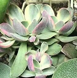 Crassula atropurpurea