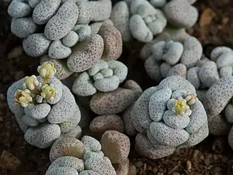 Crassula corallina