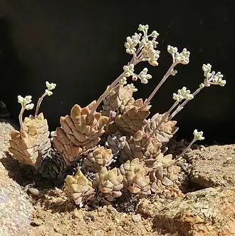 Crassula deceptor