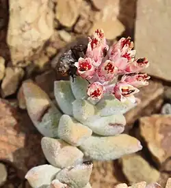 Crassula deltoidea