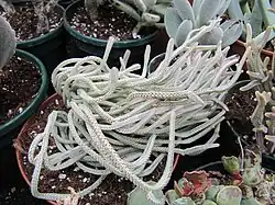 Crassula ericoides