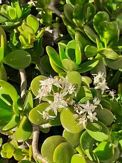 Crassula ovata