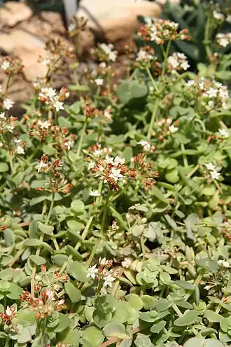 Crassula pellucida subsp. pellucida