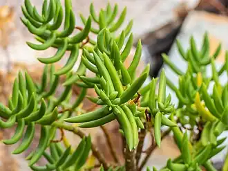 Crassula tetragona