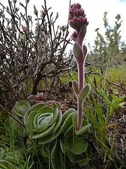 Crassula tomentosa var. tomentosa