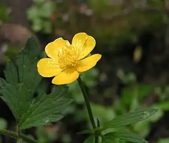 Лютик ползучий (Ranunculus repens)