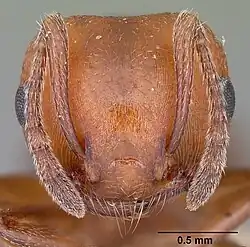 Голова рабочего