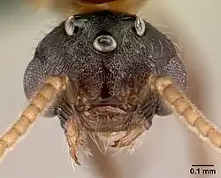 Голова самца