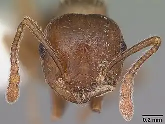 Муравей Crematogaster cerasi