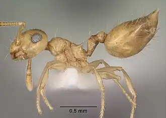 Муравей Crematogaster smithi