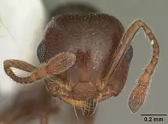 Муравей Crematogaster vermiculata