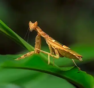 Creobroter meleagris