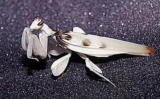 Hymenopus coronatus
