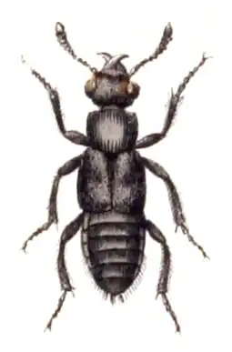 Creophilus maxillosus