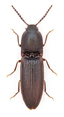 Crepidophorus mutilatus