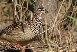 В национальном парке Крюгера
