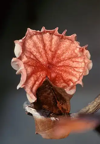 Crinipellis perniciosa