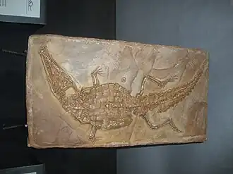 Ископаемые остатки Crocodileimus robustus