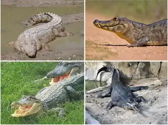 Верхний ряд: гребнистый крокодил, парагвайский кайман;
Нижний ряд: миссисипский аллигатор, гангский гавиал.