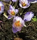 Crocus cancellatus