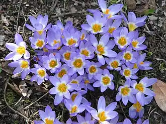 Crocus sieberi