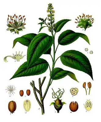 Кротон слабительный (Croton tiglium) Ботаническая иллюстрация из книги Köhler’s Medizinal-Pflanzen, 1887