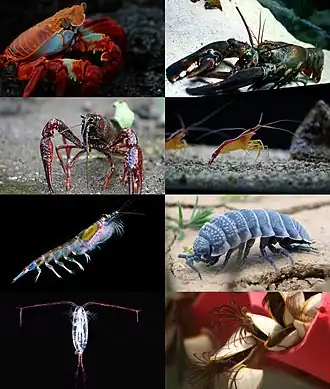 1-й ряд: краб Grapsus grapsus,европейский омар;
2-й ряд: Procambarus clarkii,креветка Lysmata amboinensis;
3-й ряд: антарктический криль,мокрица Hemilepistus reaumuri;
4-й ряд: каляноид (Calanoida indet.),морская уточка Lepas sp.