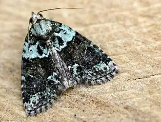 Cryphia algae(Bryophilinae)