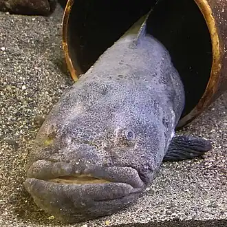 Cryptacanthodes giganteus