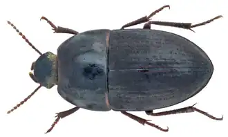Crypticus navicularis