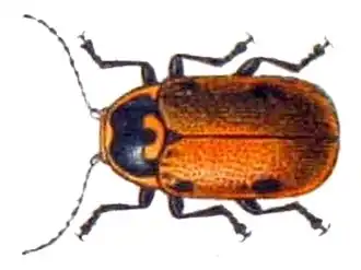 Cryptocephalus distinguendus