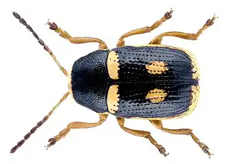 Cryptocephalus elegantulus