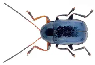 Cryptocephalus nitidus