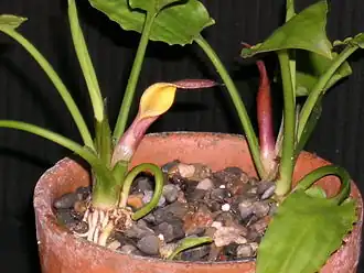 Криптокорина понтедериеволистная (Cryptocoryne pontederiifolia)