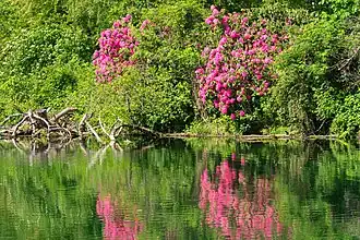 Цветущие рододендроны