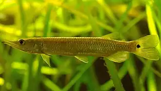 Обыкновенная гребнещука (Ctenolucius hujeta)