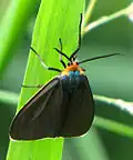 Ctenucha virginica(Arctiinae, Arctiini, Ctenuchina)