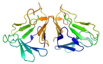 Гомодимер куркулина. Из PDB 2DPF.