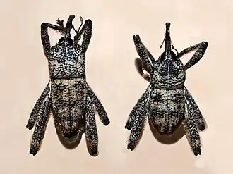 Arachnobas sectator