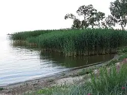 Камыш в Куршском заливе