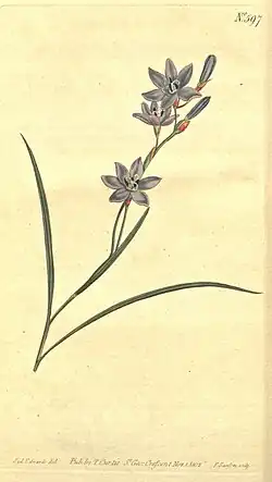 Geissorhiza eurystigma. Иллюстрации из Curtis's botanical magazine (1803).