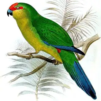 Cyanoramphus saisseti на иллюстрации 1882 года