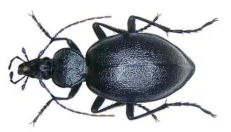 Cychrus caraboides