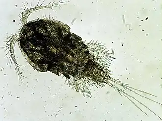 Циклоп Cyclops sp.