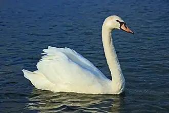 Лебедь-шипун, национальный символ Дании