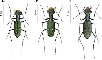 Слева самец, правее самки