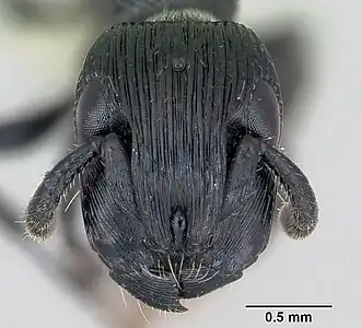 Cylindromyrmex whymperi