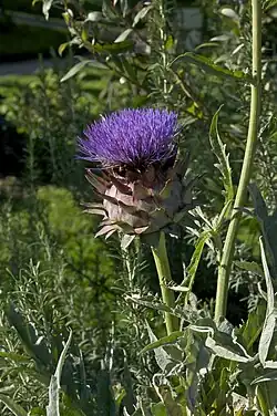 Артишок (Cynara Scolymus)