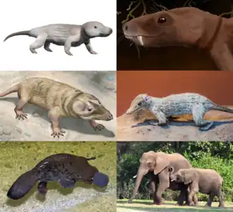 1-й ряд: Dvinia prima (двиния), Trirachodon berryi;
2-й ряд: Brasilitherium riograndensis, Megazostrodon rudnerae;
3-й ряд: Ornithorhynchus anatinus (утконос), Loxodonta africana (саванные слоны)