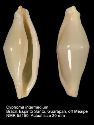 Раковина в разных ракурсах